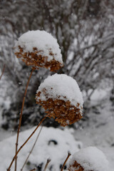 Hydrangea covered in snow