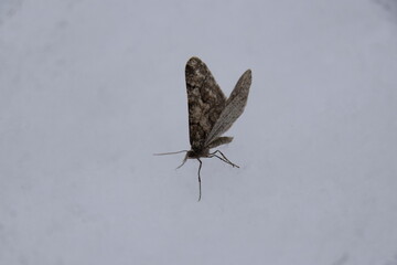 Winter moth