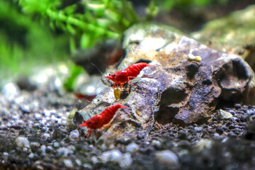 Two red cherry shrimp in an aquarium