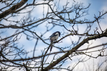 A eurasian magpie (pica pica) perched in a tree in a wildlife sanctuary.