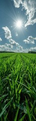 Fototapeta premium Field of corn with sun shining through the clouds