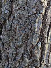 tree bark texture