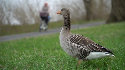 A Serene Duck Resting Calmly Near The Riverbank, Surrounded By Lush Greenery, Capturing The Tranquil Beauty Of Wildlife In Its Natural Habitat, Peacefully Coexisting With Nature.	
