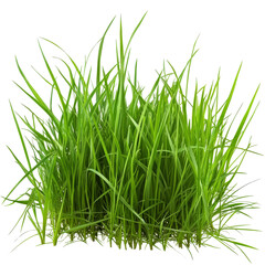 Lush green grass png with transparent background nature scene white environment for design projects