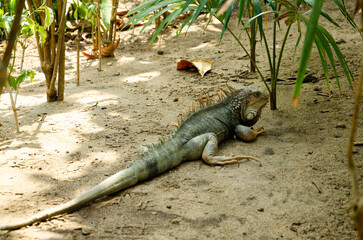 iguana on the rock