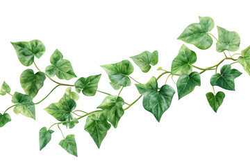 See Through Green Leaves of a Vine on a Black Background, Transparent Object