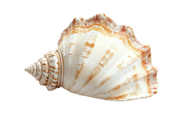 Obraz premium Seashell Spirals: Discovering the Intricate Beauty of a Shell's Design, A Transparent Object, and Examining the Shell's Natural Construction