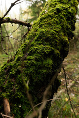 moss on tree