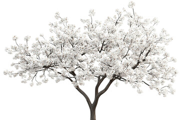 Fototapeta premium Blooming Tree with White Flowers - A Transparent Object in Nature