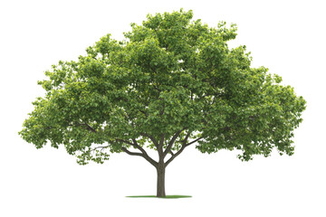 Obraz premium Seeing Through Leaves, A Tree's Canopy Creates a Transparent Object Effect