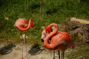 pink flamingo in the zoo