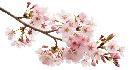 Obraz premium Spring blossoms, Floral arrangement, Pink Cherry Blossom Branch with Delicate Flowers and Buds Isolated on White Background for Spring Decoration with Clipping Path