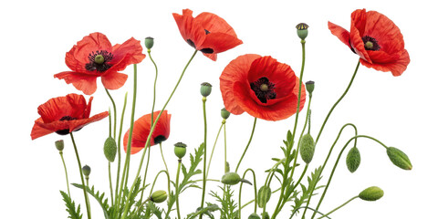 Obraz premium Spring blossoms, Floral arrangement, Vibrant Red Poppies in Bloom Against a White Background Capturing Nature's Beauty and Elegance with Clipping Path