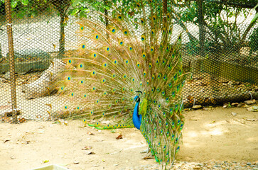 Obraz premium peacock in the zoo