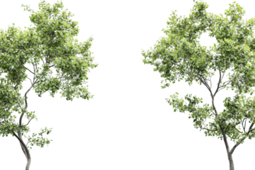 Trees with Transparent Background - Ideal for Graphic Design Projects and Compositions
