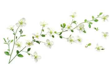 Transparent Flowers Bloom on a Branch Against a Black Background