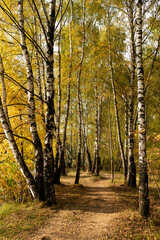 autumn in the forest