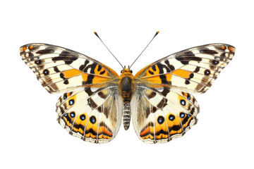 Fototapeta premium Beautiful Butterfly Wings Isolated on Black Background with Transparent, Natural, Detailed, Closeup, Macro Photography, Nature, Insect, Wildlife, Pattern, Color, Design