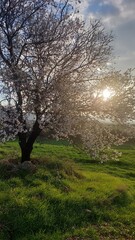 Obraz premium Almond tree and sunshine