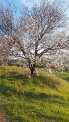 Fototapeta premium Almond tree in spring