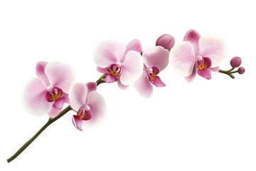 Orchid Flowers with Transparent Petals, a Symbol of Beauty and Delicate Elegance