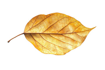 Fototapeta premium A Delicate Transparent Leaf With Veins and Intricate Patterns, Shows Translucency, A Close Up of a Fragile Object.
