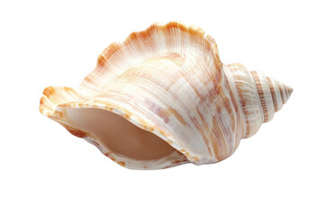 Seashell with a Transparent, Spiraling, and Curved Shape