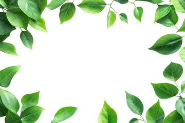 Fototapeta premium Green Leaves Create a Transparent Object Frame, A Natural Background