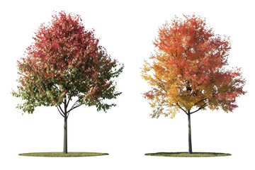 Obraz premium Autumn Trees with Transparent Leaves Against Black Background, Fall Foliage, Green, Yellow, Red, Isolated, Nature, Seasonal, Transparent Object