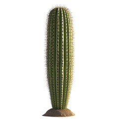 Naklejka premium Striking Desert Cactus png isolated on transparent background