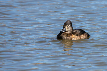Ring-necked duck floating on a pond