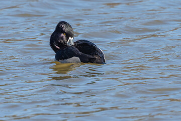 Ring-necked duck floating on a pond