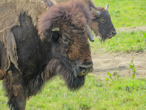 le bison 