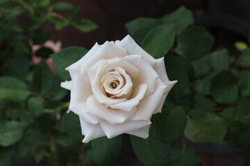White  roses are blooming in the garden.