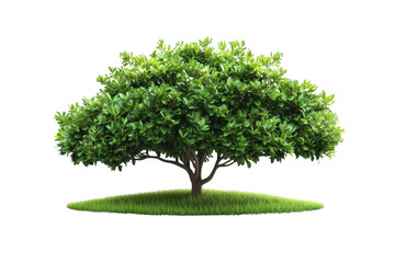 Fototapeta premium Lush Green Tree Grows on a Patch of Vibrant Grass, Isolated on Black. Nature's Beauty
