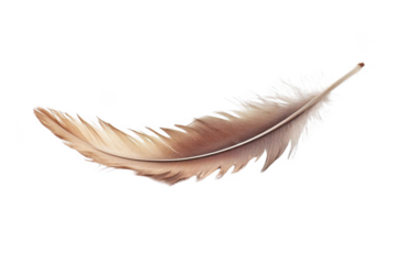 Single Brown Feather Floats Gently on Black Background, Wildlife Concept.
