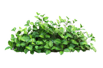 Obraz premium Green Leaves Grow Beautifully on Black Background with Lush Foliage Theme.
