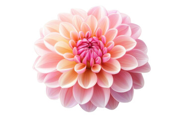 Fototapeta premium Pink Dahlia Blooms Beautifully on Black Background, Detailed Floral Photography.
