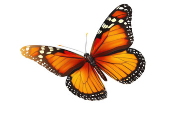 Fototapeta premium Monarch Butterfly Shows its Orange Wings with Black Stripes on Dark Background, Delicate Beauty.