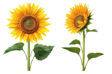Sunflowers Stand Tall Against Black Background, Showing Beauty and Growth. Detailed Sunflower Illustration