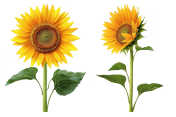 Sunflowers Stand Tall Against Black Background, Showing Beauty and Growth. Detailed Sunflower Illustration