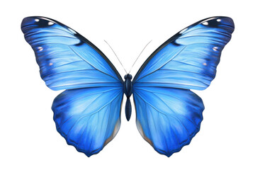 Obraz premium Blue Butterfly Opens Wings Elegantly on Black Background, Showing Beauty and Grace. Insect Collection.