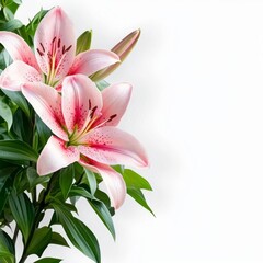 Fototapeta premium Close up view of two light pink lilies with dark pink speckles, lush green leaves, and a white background. The flowers are positioned in the lower