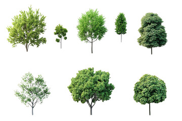 Green Trees Collection Isolated on Black Background with Green Leaves and Branches Theme.