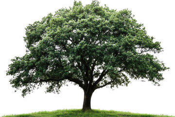 Fototapeta premium Majestic Oak Tree Stands Tall on Green Hill with Lush Foliage, Tranquil Nature Scene.