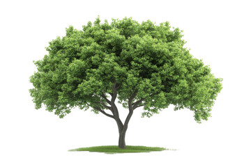 Obraz premium Lush Green Tree Stands Majestically on Grassy Patch, Growth and Tranquility.