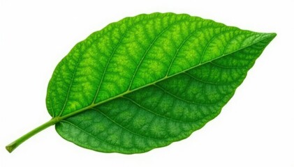 Large, leathery leaf with prominent midrib on isolated white background, white, nature