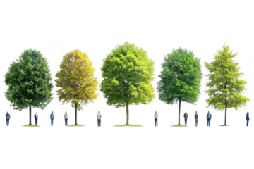 Trees Stand Tall with People Below, Celebrating Nature's Majesty and Human Connection with Green Space Harmony.