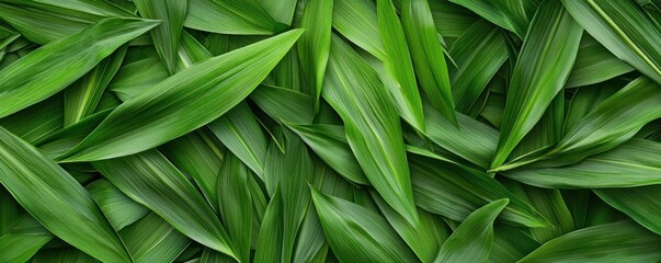 Vibrant green grass creates a rich texture perfect for backgrounds in various design projects. The visual features a dense layer of blades offering an appealing aesthetic and ample copy space