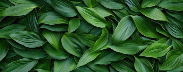 This captivating top view showcases a lush green grass lawn texture featuring vibrant foliage with rich hues